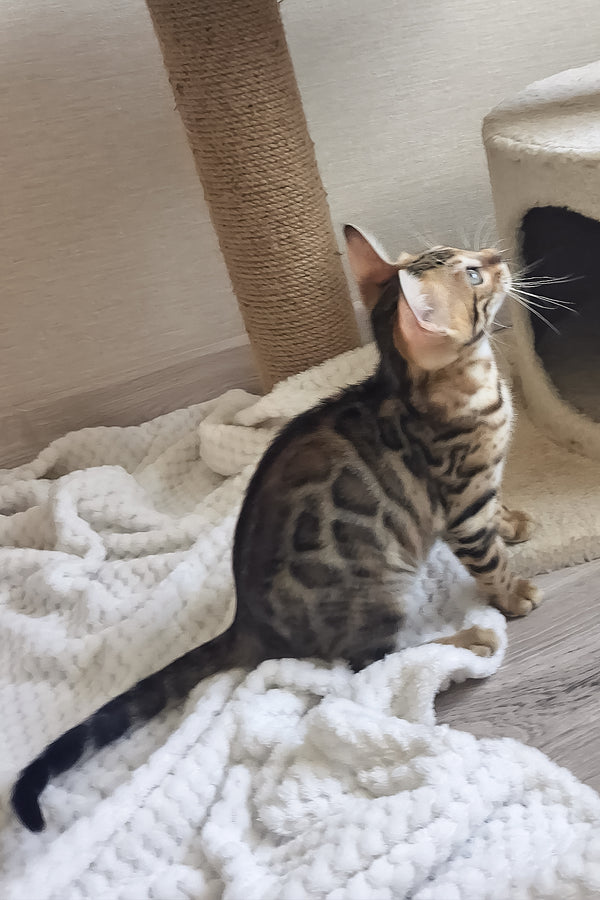 Boston | Bengal Kitten