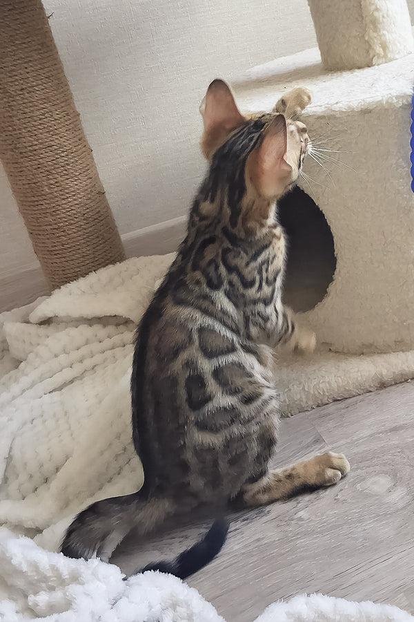 Boston | Bengal Kitten