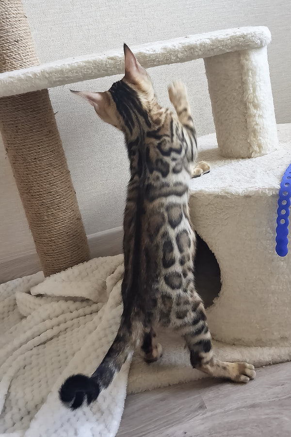 Boston | Bengal Kitten