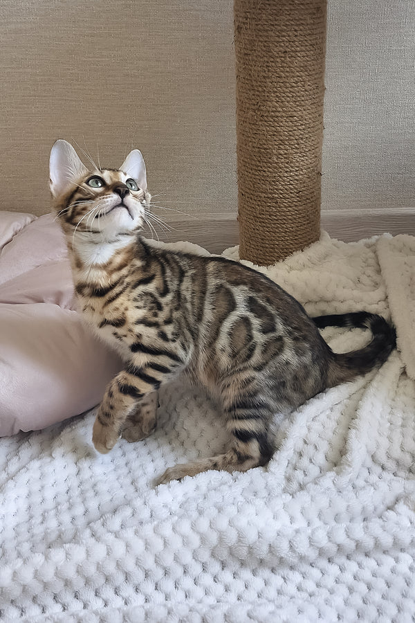 Boston | Bengal Kitten