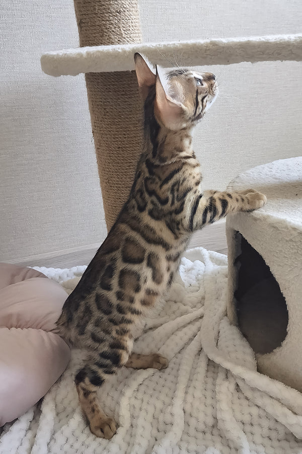 Boston | Bengal Kitten