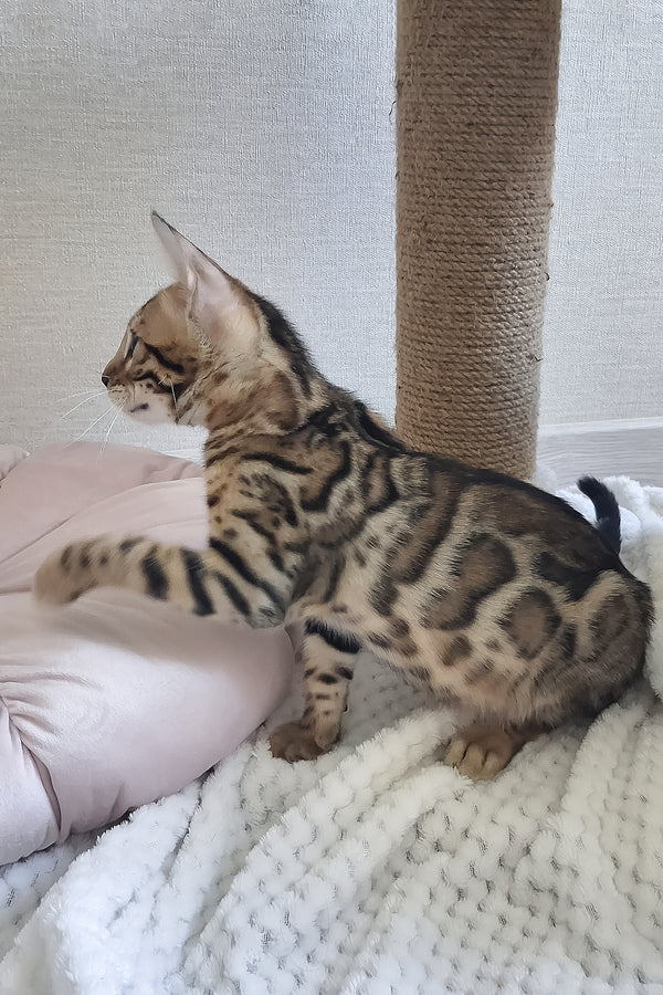Boston | Bengal Kitten