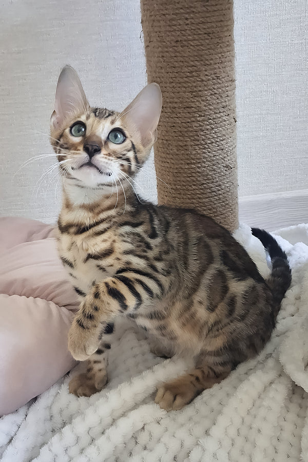 Boston | Bengal Kitten