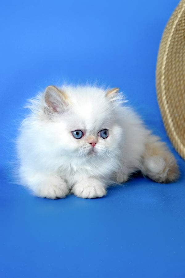 Boston | Persian Kitten