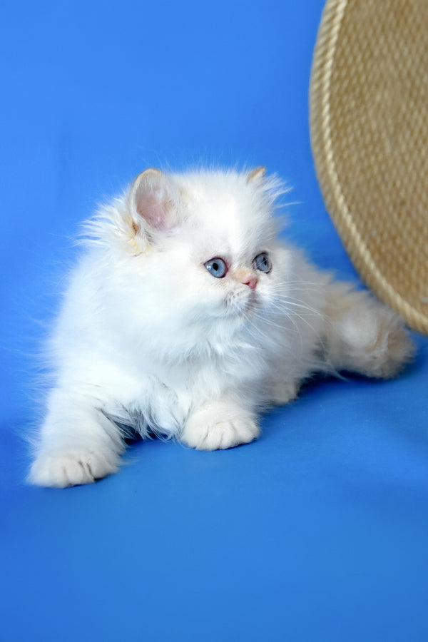 Boston | Persian Kitten