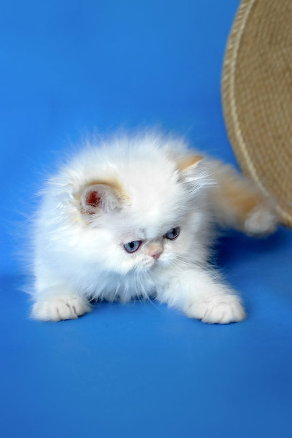 Boston | Persian Kitten