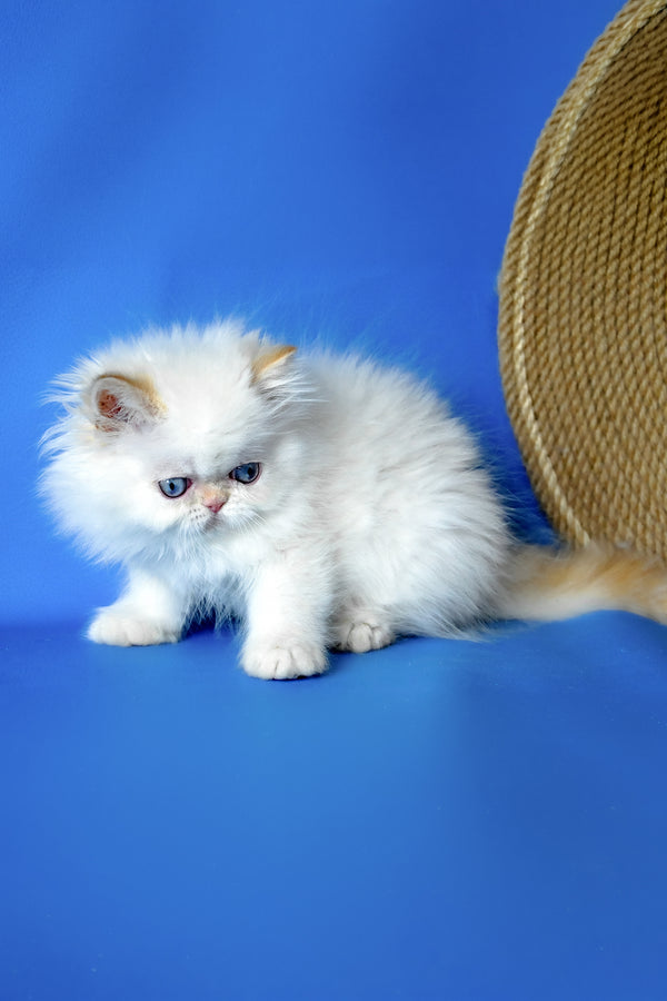 Boston | Persian Kitten