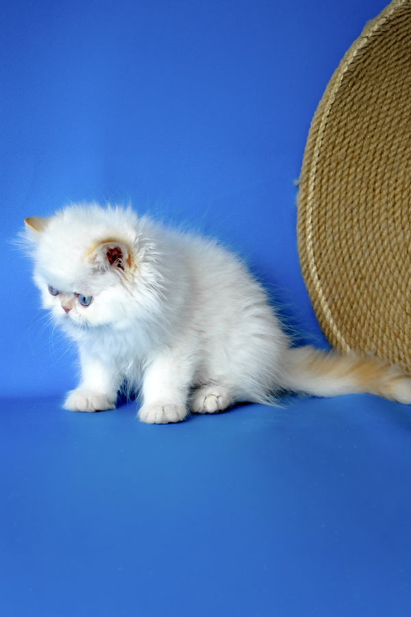 Boston | Persian Kitten