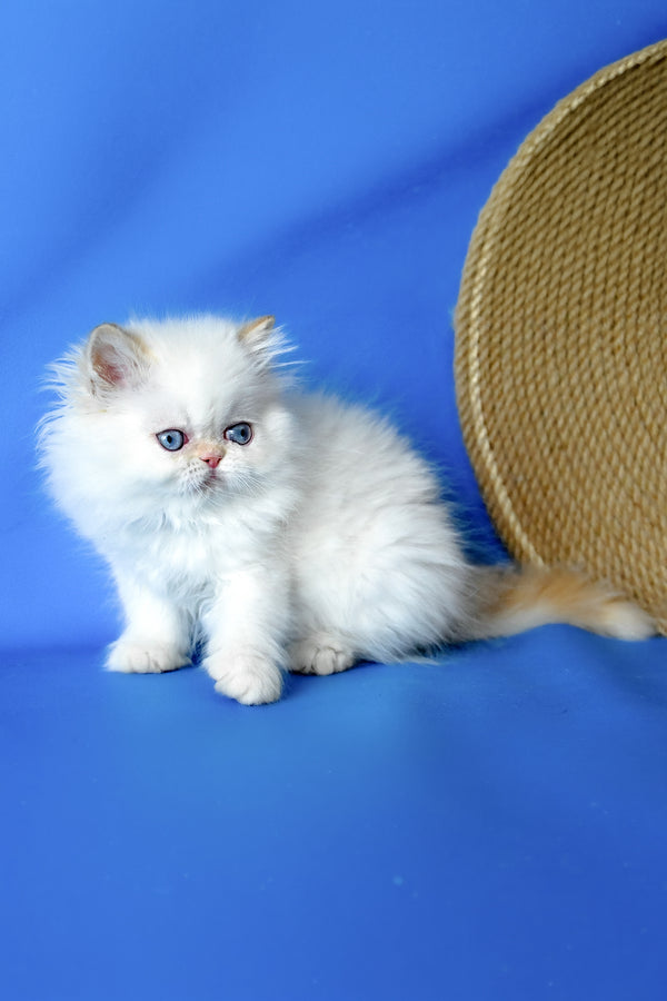 Boston | Persian Kitten