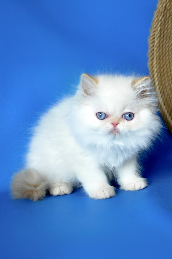 Boston | Persian Kitten