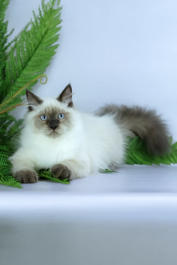 Boston | Siberian Kitten