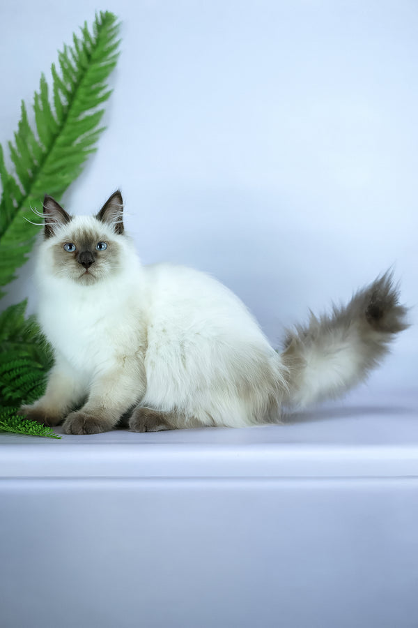 Boston | Siberian Kitten