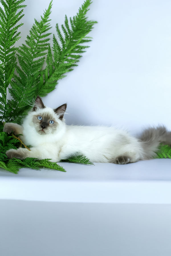 Boston | Siberian Kitten