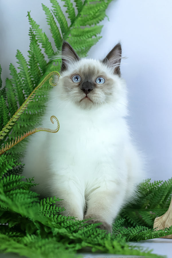 Boston | Siberian Kitten