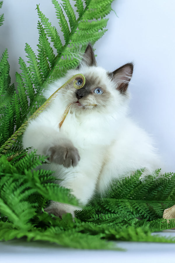 Boston | Siberian Kitten