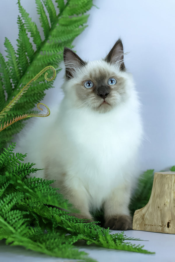 Boston | Siberian Kitten