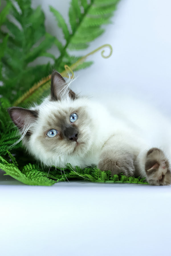Boston | Siberian Kitten