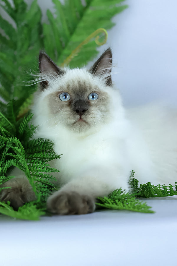 Boston | Siberian Kitten
