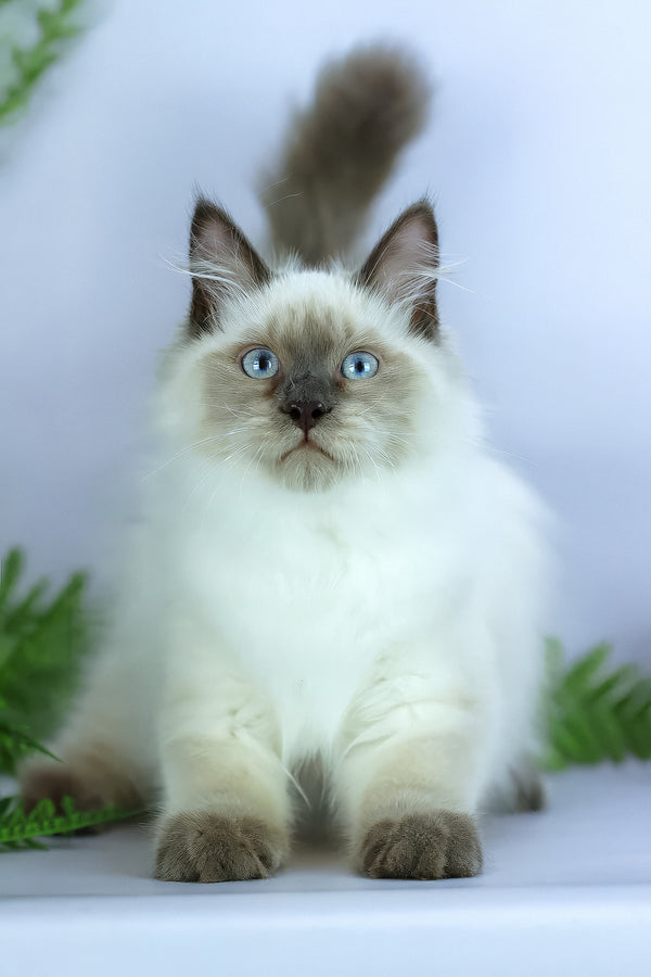 Boston | Siberian Kitten