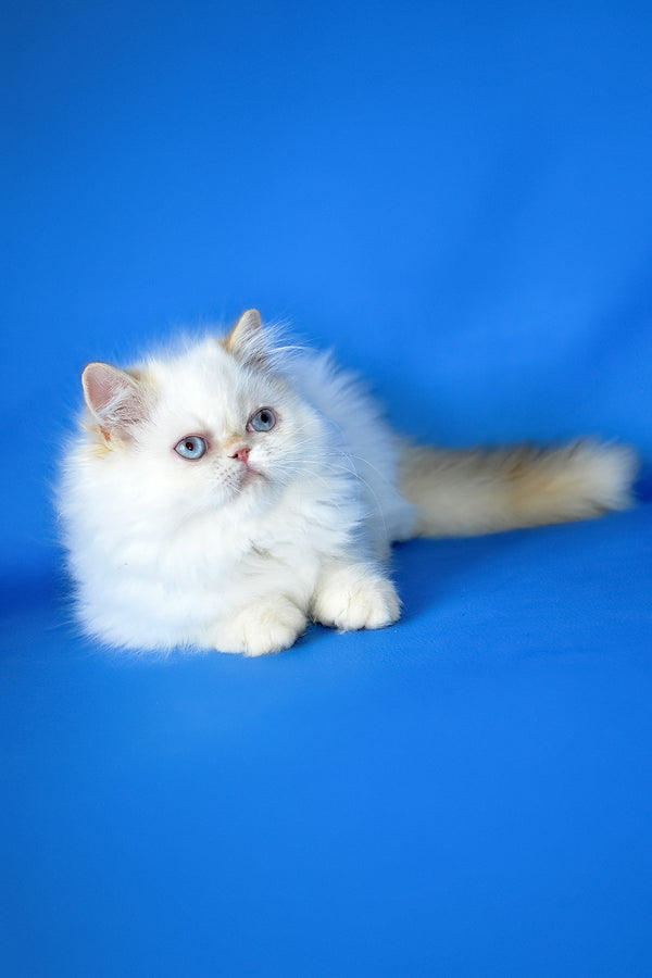 Boston | Persian Kitten