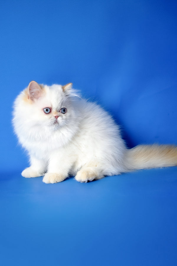 Boston | Persian Kitten