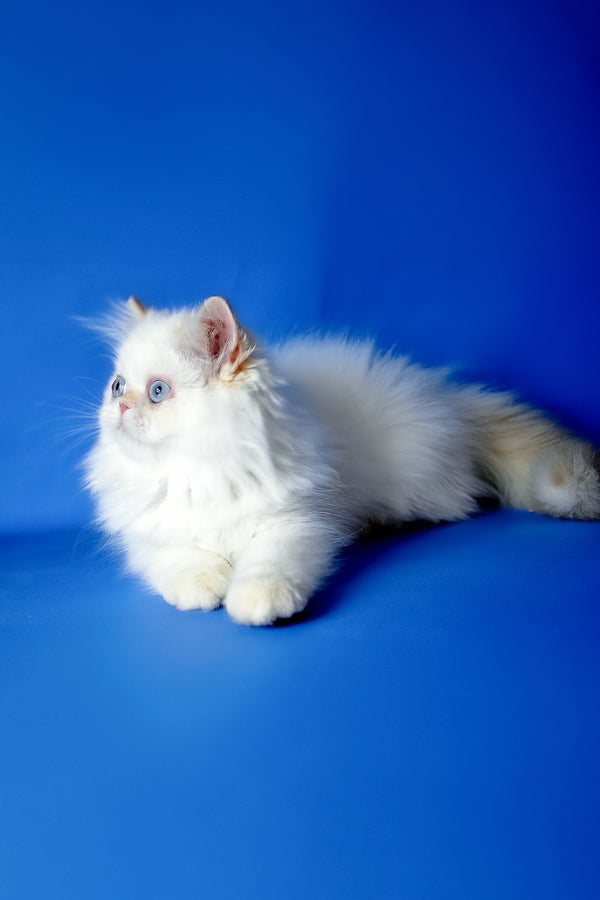 Boston | Persian Kitten
