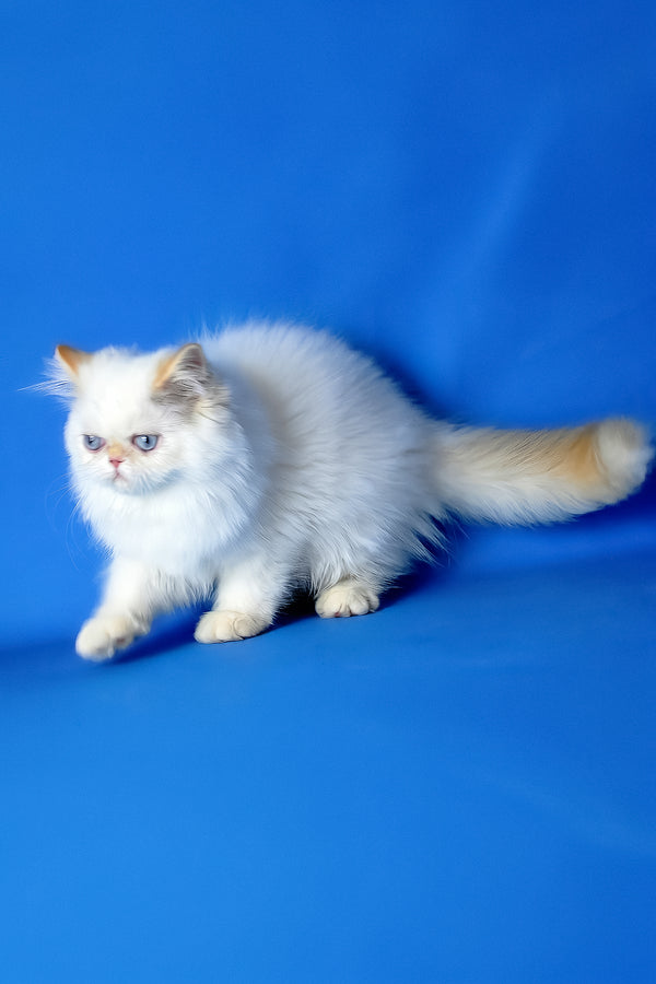 Boston | Persian Kitten