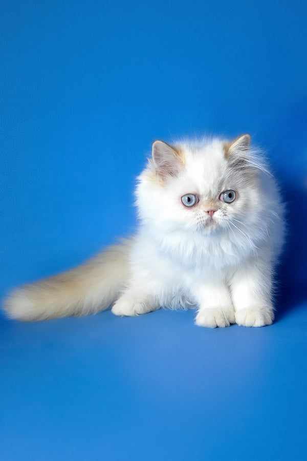 Boston | Persian Kitten