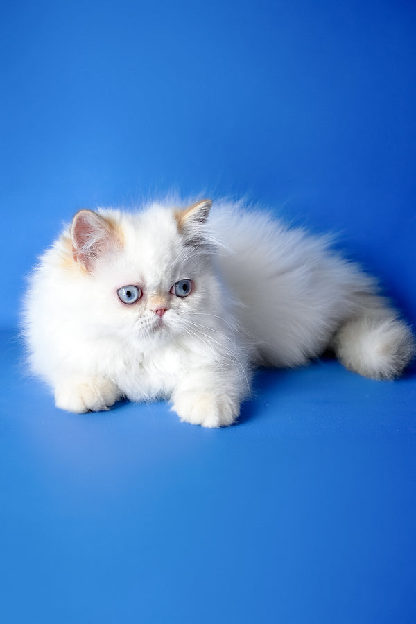 Boston | Persian Kitten