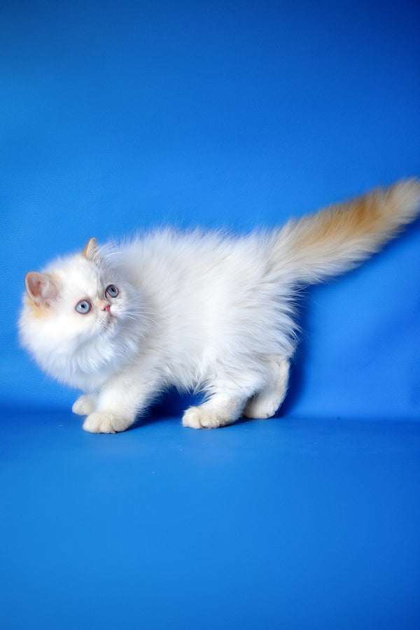 Boston | Persian Kitten