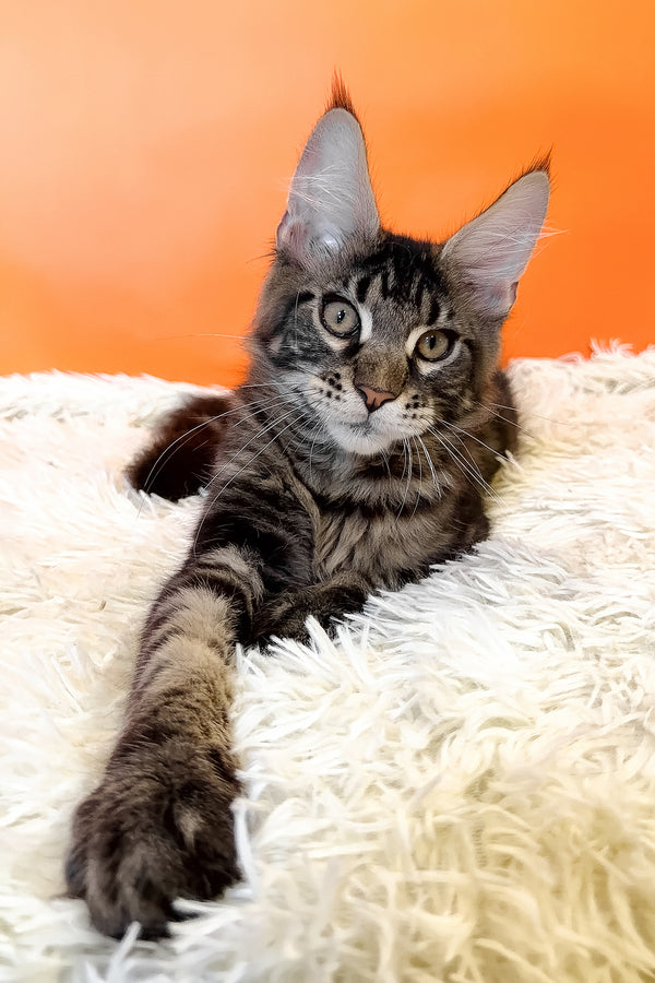 Bosyak | Maine Coon Kitten