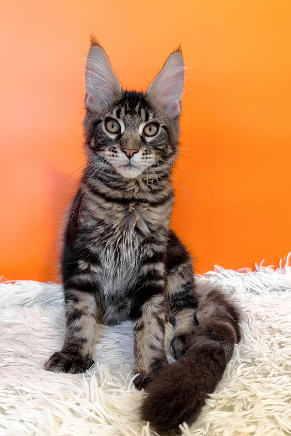 Bosyak | Maine Coon Kitten