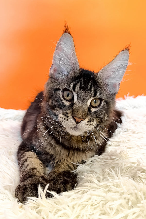 Bosyak | Maine Coon Kitten