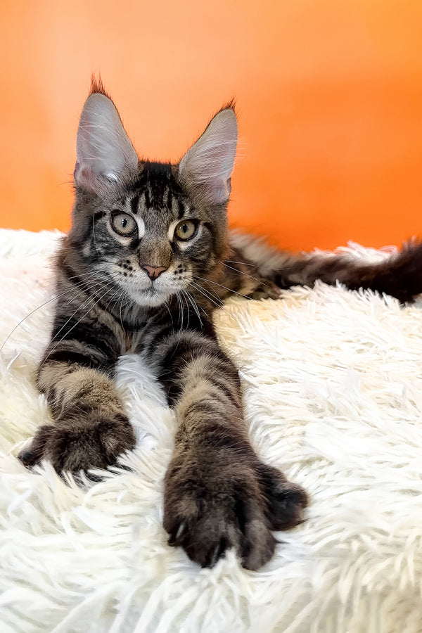 Bosyak | Maine Coon Kitten