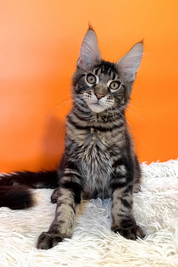 Bosyak | Maine Coon Kitten
