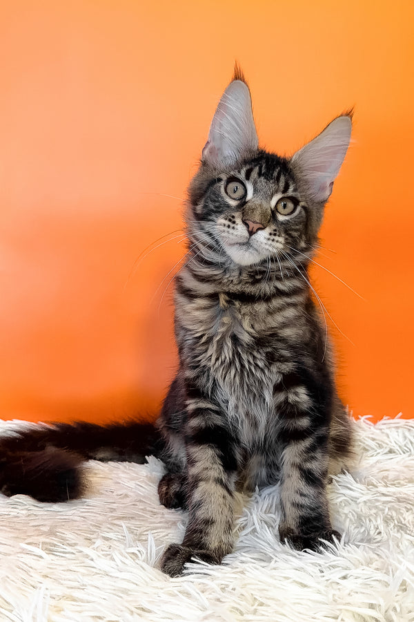 Bosyak | Maine Coon Kitten