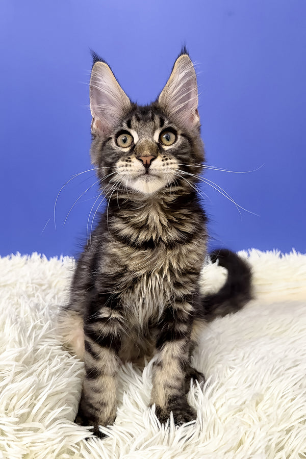 Bosyak | Maine Coon Kitten
