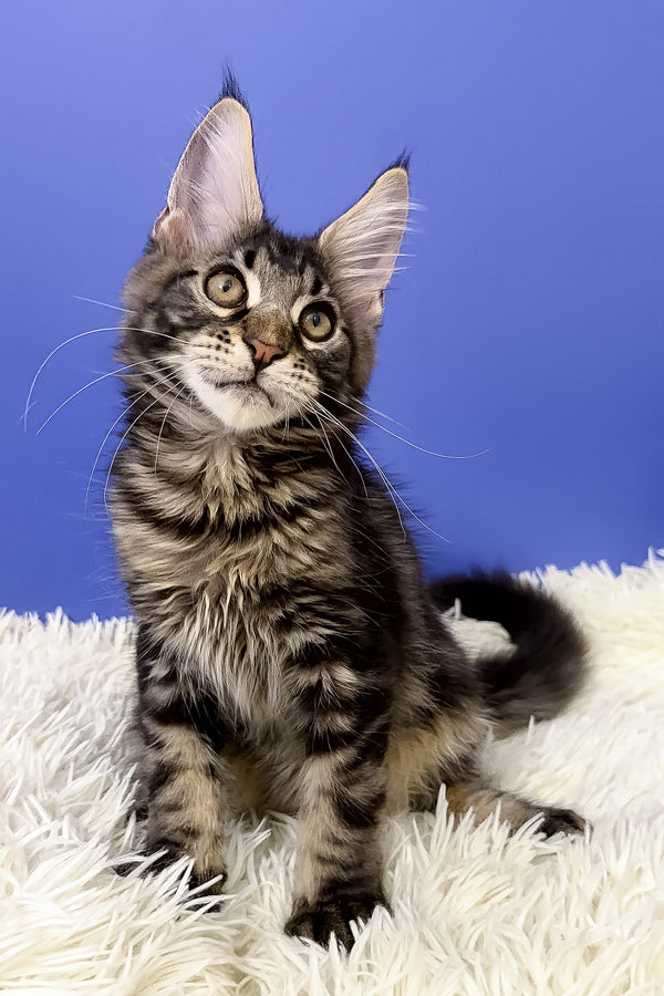 Bosyak | Maine Coon Kitten