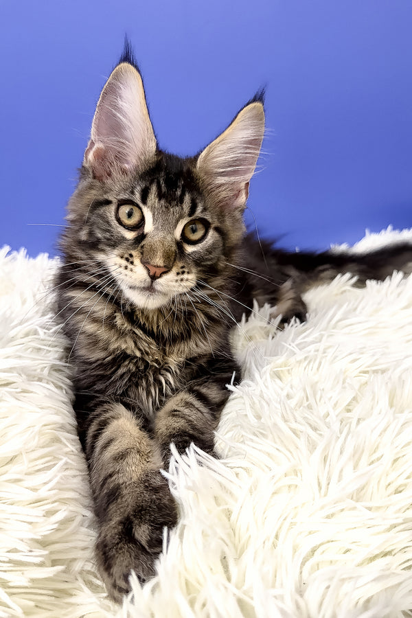 Bosyak | Maine Coon Kitten
