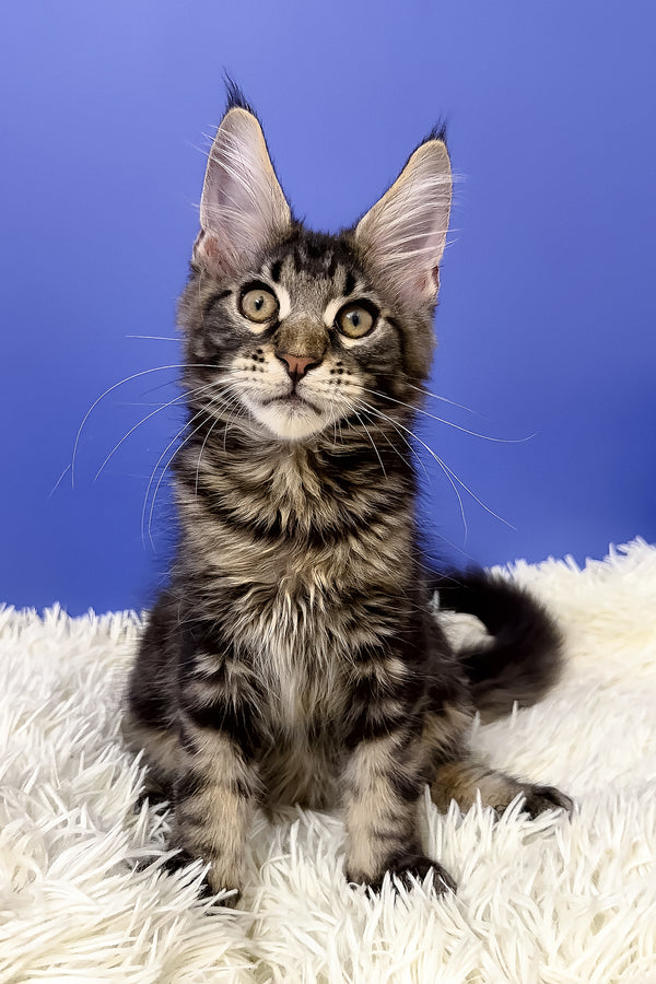 Bosyak | Maine Coon Kitten