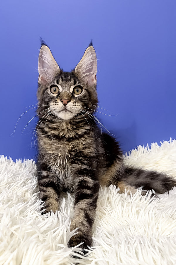 Bosyak | Maine Coon Kitten