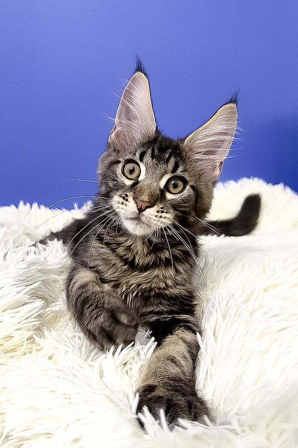 Bosyak | Maine Coon Kitten