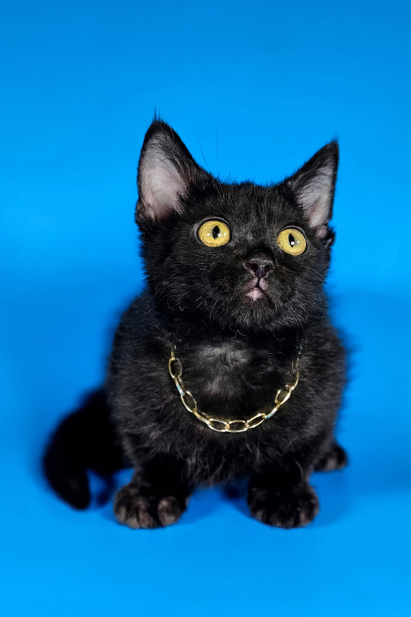 Brandon | Munchkin Kitten