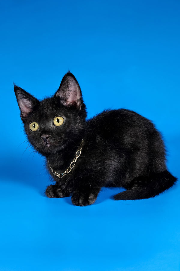 Brandon | Munchkin Kitten