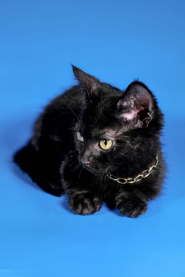 Brandon | Munchkin Kitten