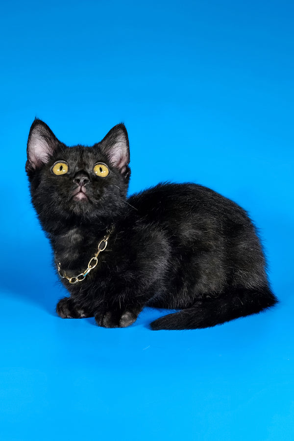 Brandon | Munchkin Kitten