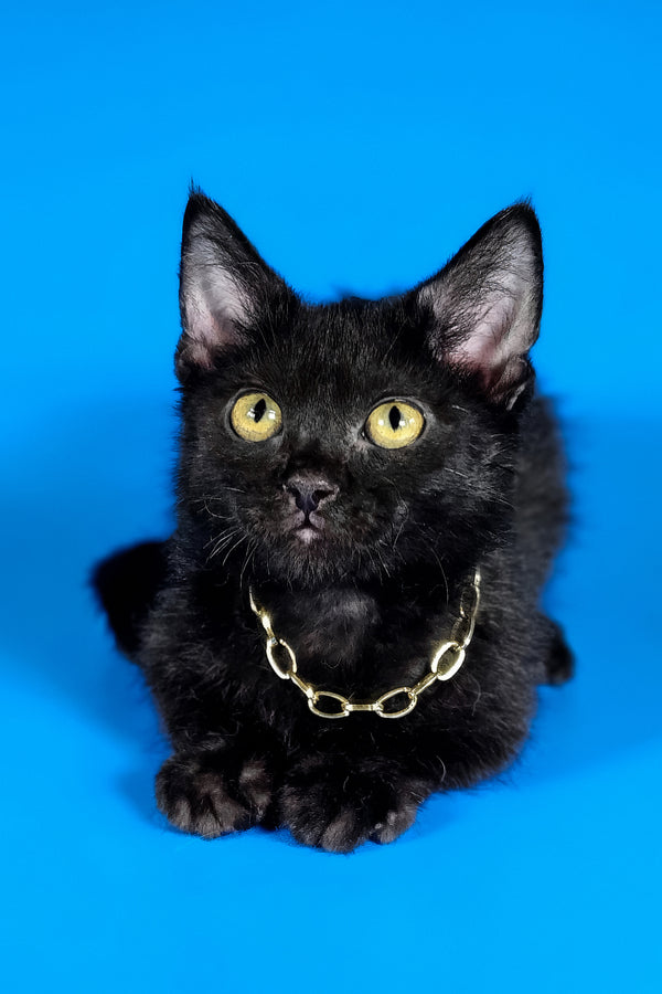 Brandon | Munchkin Kitten