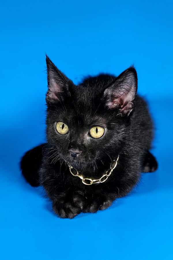 Brandon | Munchkin Kitten