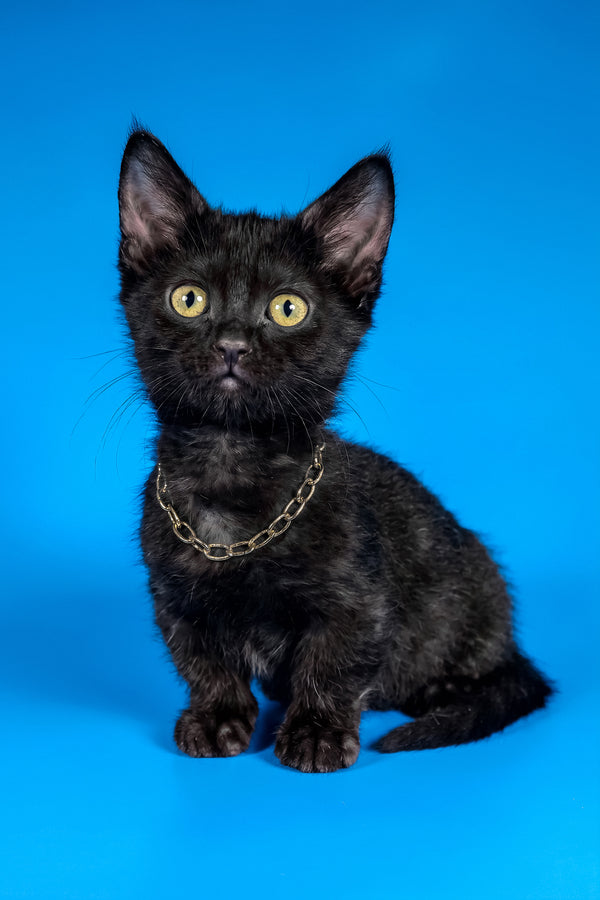 Brandon | Munchkin Kitten