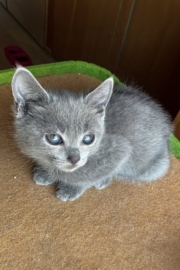 Branya | Russian Blue Kitten